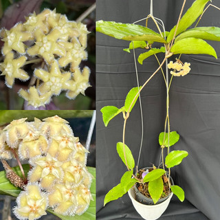 Hoa Cẩm cù - hoya Erythrina thân leo, hoa rất đẹp, rất dễ trồng, siêng hoa, lá đẹp