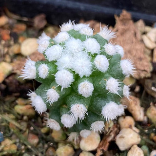 Xương rồng bông gòn 2-3cm