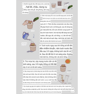 Sen đá Mông Lithops thạch lan đá sống