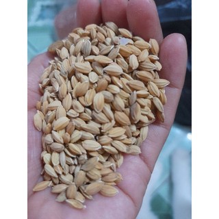 Lúa tròn nhật cho gà đá 1kg