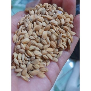 Lúa tròn nhật cho gà đá 1kg