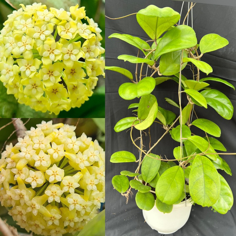 Hoa Cẩm cù - hoya Cv Viola thân leo, hoa thơm, màu hoa đẹp, rất dễ trồng, phát triển mạnh