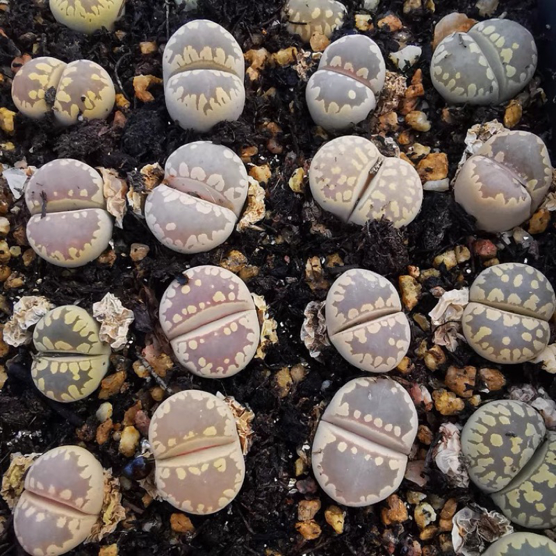 Lithops vân khủng long size 1cm cono sen đá thạch lan đá sống