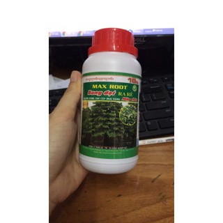 Chuyên dùng cây mai vàng max root bung đọt ra rễ