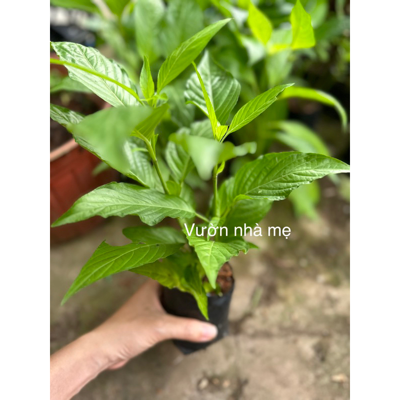 Cây lá cẩm tím giống nhật 1 bầu 2 cây