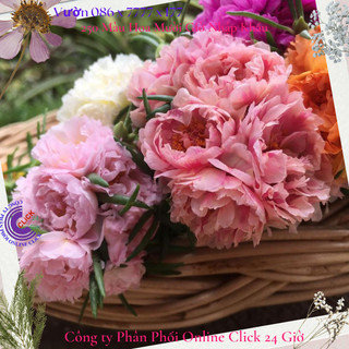Combo hoa mười giờ theo yêu cầu khách hàng