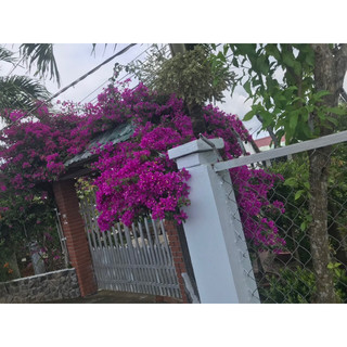 Hoa giấy vạn hoa lầu siêng hoa 50-60cm
