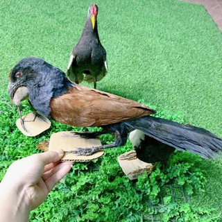 chim bìm bịp mồi giả bơm keo bọt biển