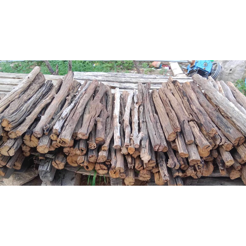 Lũa San Đá thẳng (1kg)