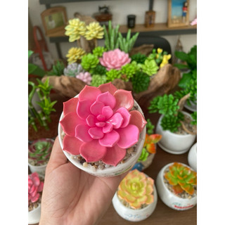 Sen đá bằng đất sét chậu mini đường kính 7cm