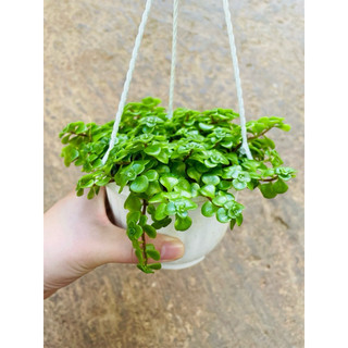 Chậu Sedum vảy cá
