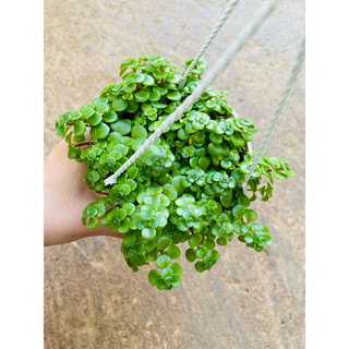 Chậu Sedum vảy cá