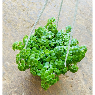 Chậu Sedum vảy cá