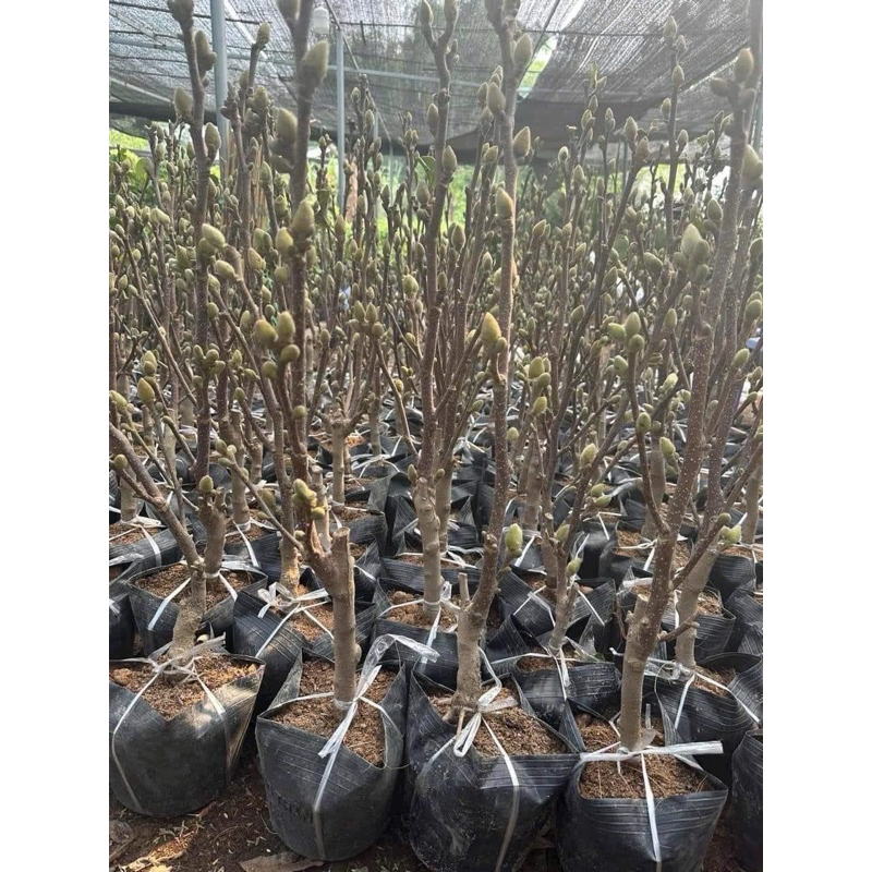 Cây hoa mộc lan đang hoa cao 50-60cm