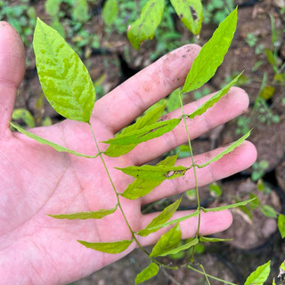Cây hoa tử đằng leo cuộn (ảnh thật số 2)