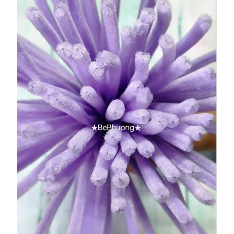 Kẽm nhung loại đẹp màu tím hồng nhạt Pastel