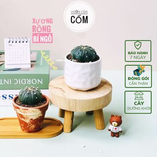 Cây xương rồng bí ngô size nhỏ để bàn kết hợp cùng chậu sứ trắng size 7 x 7 cm . Tặng kèm túi sỏi nhỏ trang trí