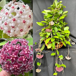 Hoa Cẩm cù - hoya Carnosa white mix Red button, thân leo, chậu lớn có còi nụ or hoa