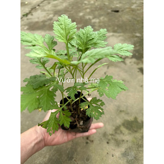 cây ngãi cứu thảo dược xương khớp