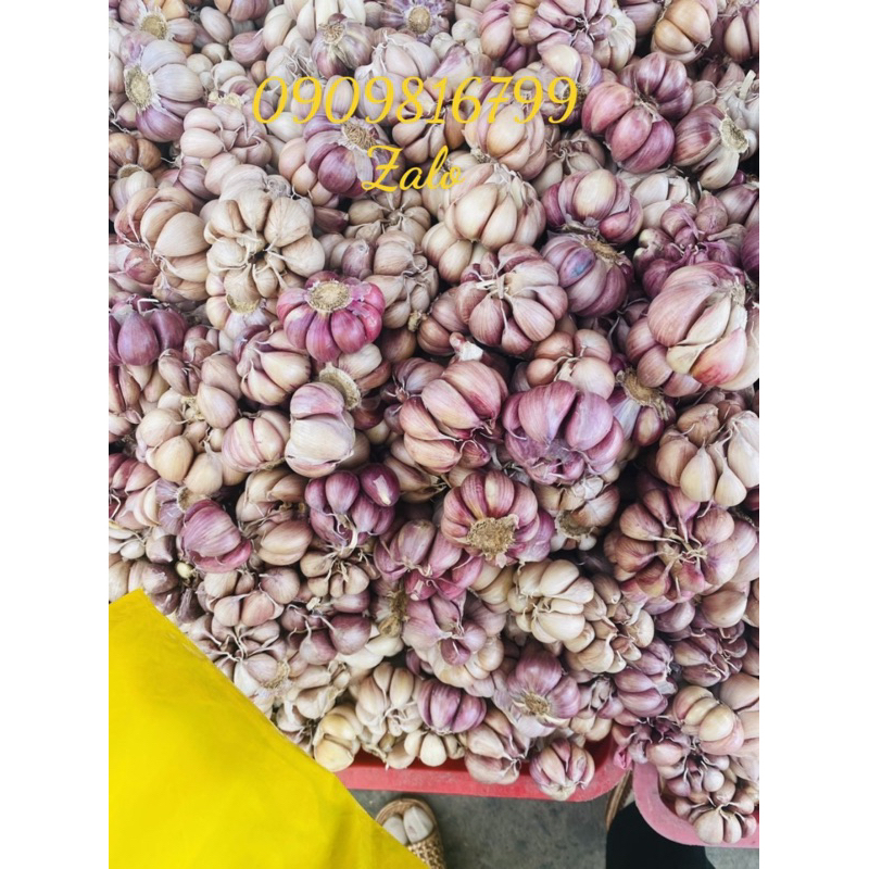TỎI Tím CỦ LỚN 1kg