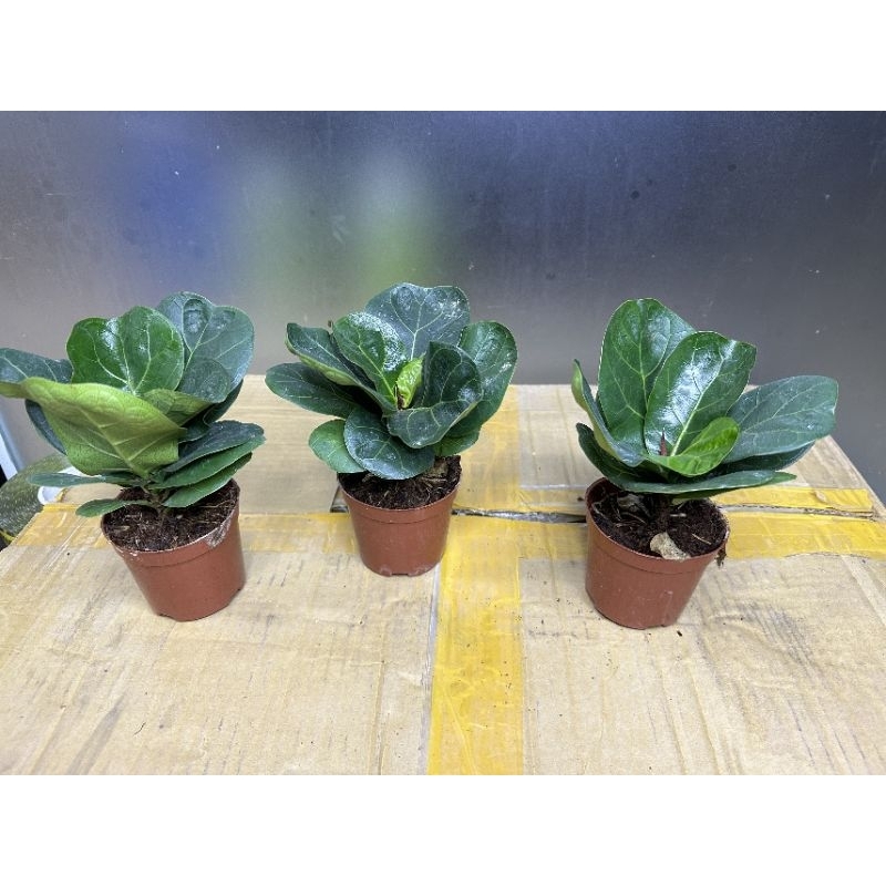 Cây bàng Singapore size mini để bàn