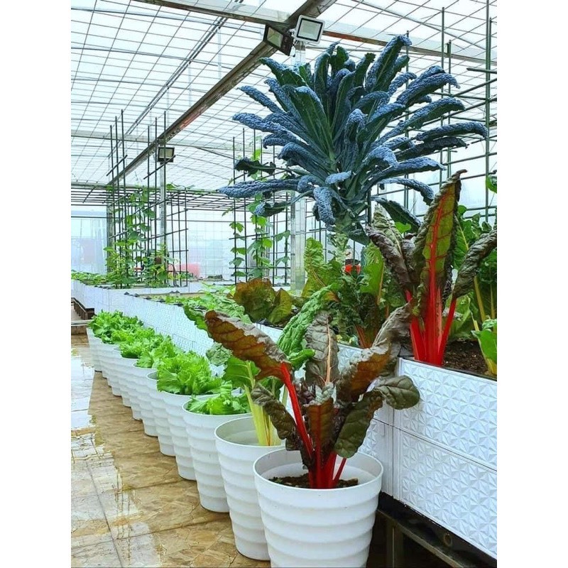 Chậu nhựa trồng cây cảnh hoa hồng, cây văn phòng vòng tròn- chậu vòng tròn hàng công ty loại 1 dày đẹp