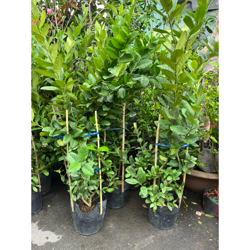 Cây CHANH MỸ, Chanh Quảng Đông TRÁI VÀNG gốc to khoẻ