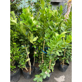 Cây CHANH MỸ, Chanh TRÁI VÀNG gốc to khoẻ