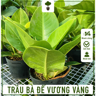Combo 3 trầu bà đế vương vàng - cây cao 50-60 cm - cây trang trí sang trọng - mang tài lộc