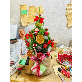 Tùng Noel full phụ kiện, túi bố, đèn nháy (cây thật) hoả tốc hcm