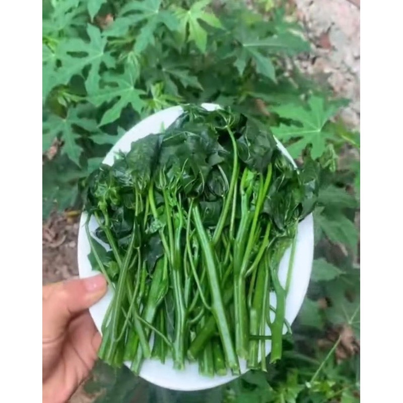 Cây rau mì chính - rau bina chaya - rau chân vịt nhật thu hoạch sau 1 tháng