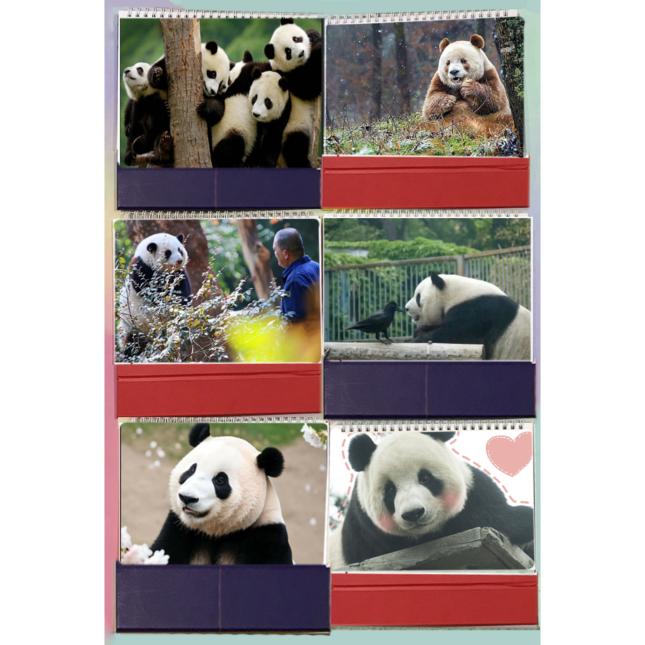 Lịch để bàn gấu trúc Manh lan Hoa hoa Phúc bảo Phi vân Thất tử pandabiz 2024 size lớn LB58 lịch có ngày âm