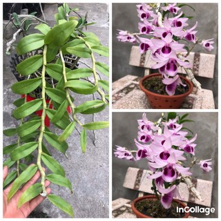 Giò hoa lan phi điệp tím 6 thân như hình