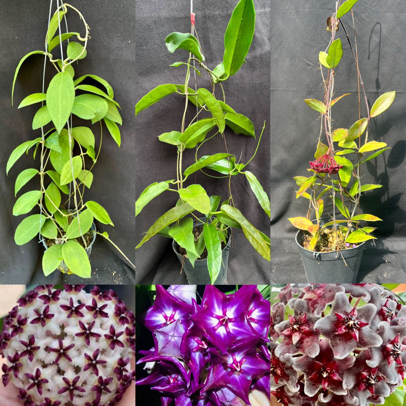 set 3 loại hoa Cẩm cù - hoya Macvrmacgillivrayiy, Royal Hawaiian Purpley, Erythrostemmar màu hoa đặc sắc