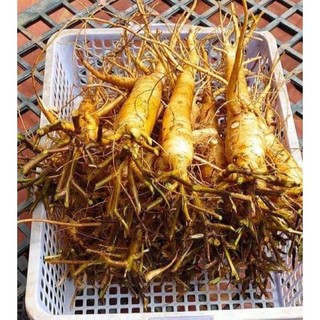 Cây giống sâm bố chính (dược liệu)