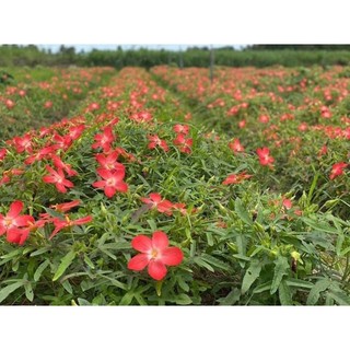 Cây giống sâm bố chính (dược liệu)