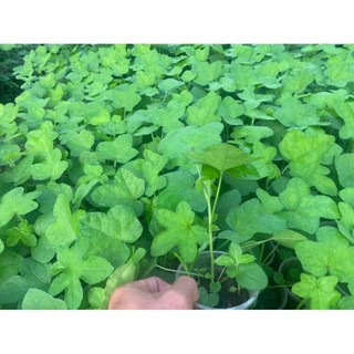 Cây giống sâm bố chính (dược liệu)