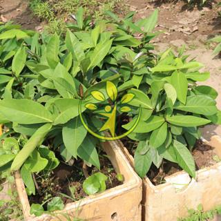 🌿 Đơn tướng quân giống - cây trong bầu ươm - Thanh toán trước tặng bầu giống kim vàng