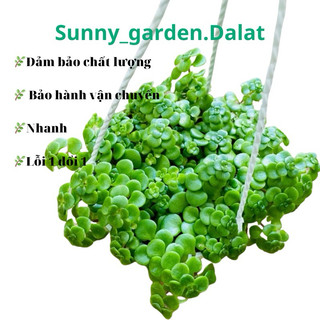 Chậu treo Sedum vảy cá