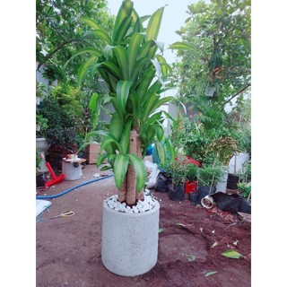 Chậu Cây Phát Tài Bộ(thiết mộc lan)