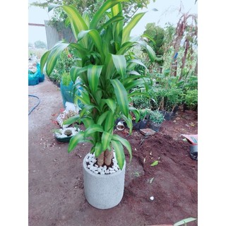 Chậu Cây Phát Tài Bộ(thiết mộc lan)