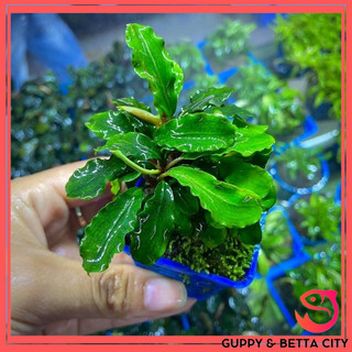 Bucep lá xanh - cây thủy sinh đẹp dễ trồng