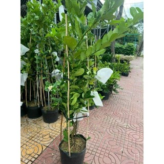 Cây 🌲 Chanh 🍋 Mỹ vàng... đang trái...1m6