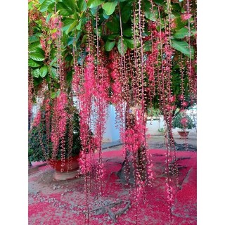 Cây 🌲 Lộc Vừng đỏ  cao 1m6 ( đang hoa)