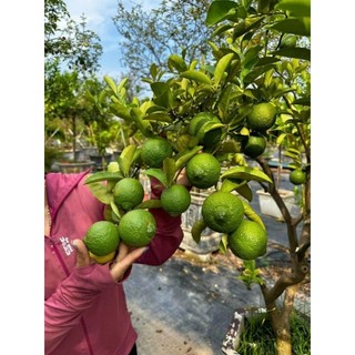 Cây 🌲 Chanh giấy ( đang trái)