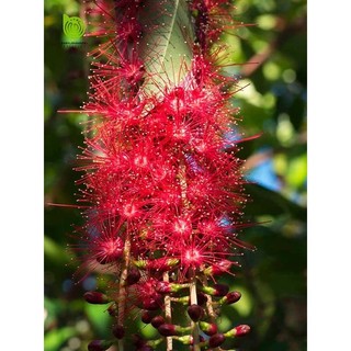 Cây 🌲 Lộc Vừng đỏ  cao 1m6 ( đang hoa)