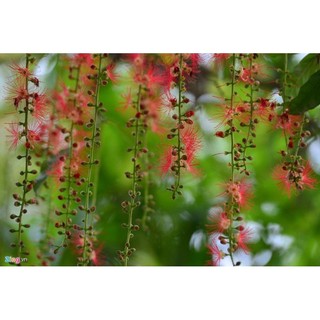 Cây 🌲 Lộc vừng lá nhỏ siêu hoa.... cây đang hoa