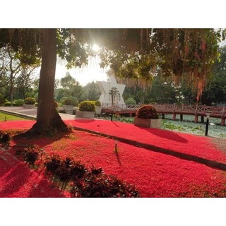 Cây 🌲 Lộc vừng lá nhỏ siêu hoa.... cây đang hoa
