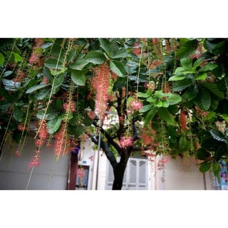 Cây 🌲 Lộc vừng lá nhỏ siêu hoa.... cây đang hoa