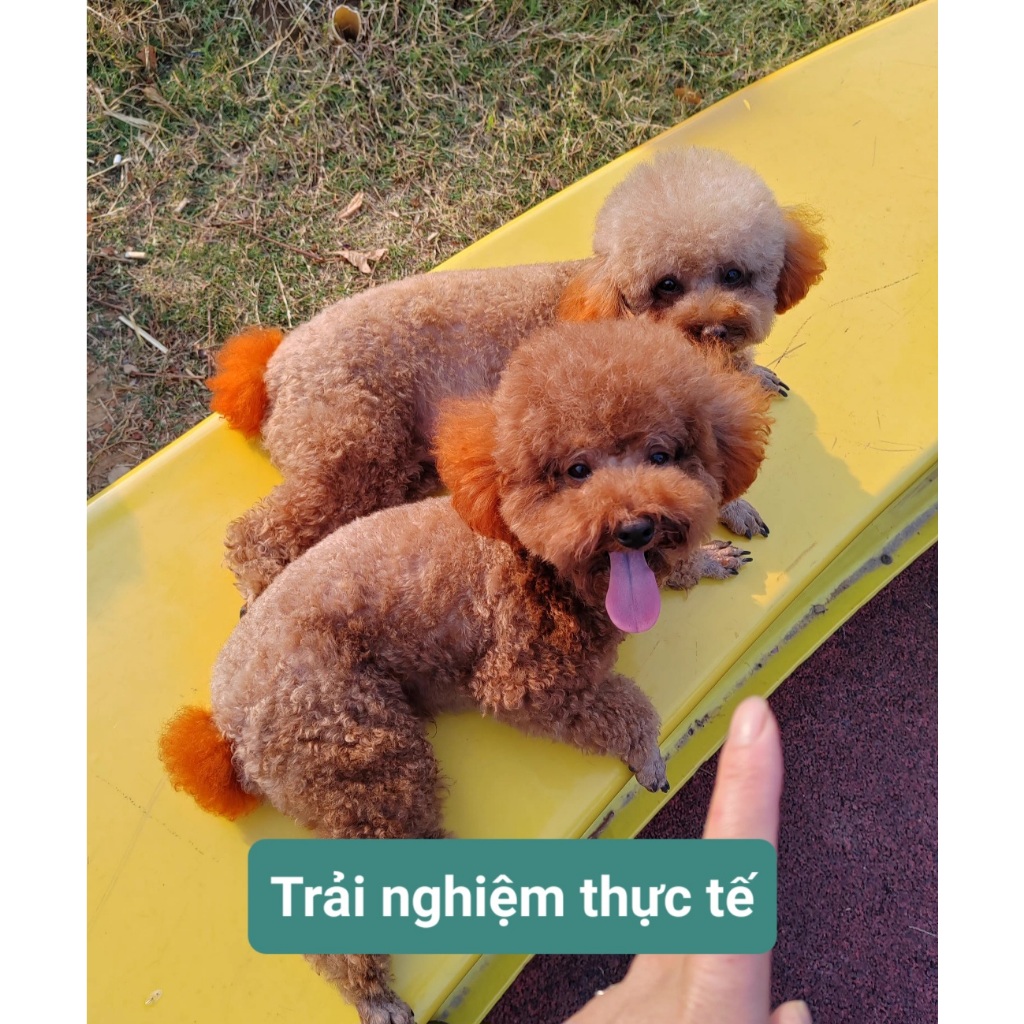Thuốc nhuộm Brooklyn lông cho chó mèo cao cấp - Lên màu chuẩn Lâu phai màu và Không kích ứng da